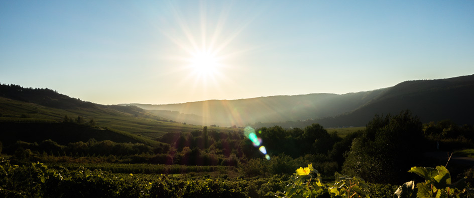 Blick auf die Weinberge am Morgen